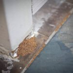 pest_fumigation