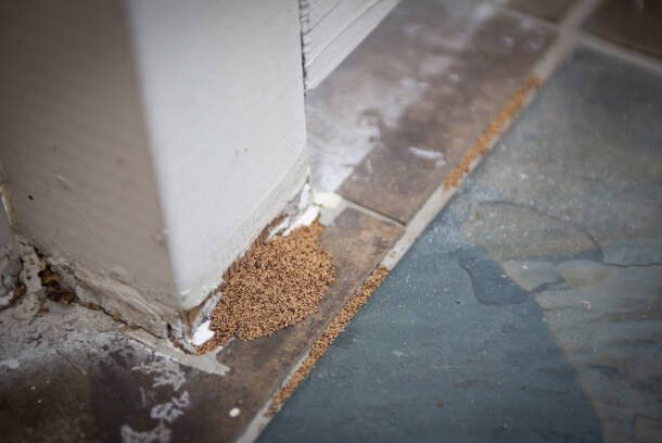 pest_fumigation